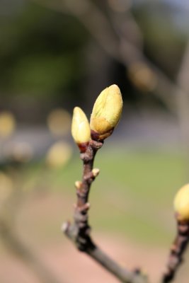 Castane sativa 'Luteo Variegata' - pupen